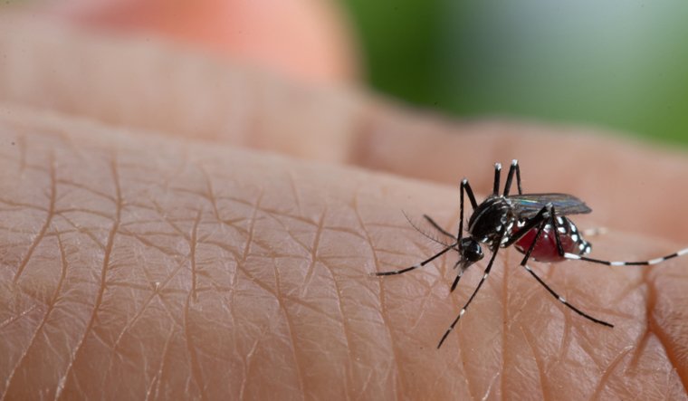 Rashtriya Mashal | डेंगू को लेकर रहें सतर्क, मच्छरों से करें अपना बचाव